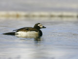 Long-Tailed Duck  Adult Male on Lake  Sweden