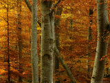 Beech Woodland