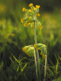 Cowslip  Backlit  Cambridgeshire  UK
