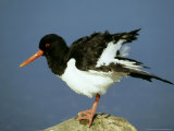 Oystercatcher on Rock  Scotland