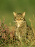 Scottish Wildcat  Felis Sylvestris Pure-Bred Male  August Highlands  Scotland
