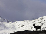 Red Deer  Stag Silhouetted on Mountain  Scotland