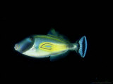 Horseshoe Leatherjacket  Kangaroo Island  Australia