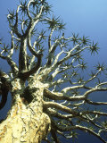 Quiver Tree Aloe Dichotoma  South Africa