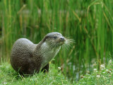 European Otter  Lutra Lutra Portrait on Riverbank