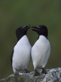 Razorbills
