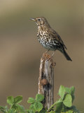 Song Thrush  Perched on Post  Scotland
