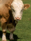 Bull