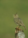 Crested Lark  Singing from Fence Post  Greece