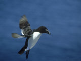 Razorbill  Alca Torda Adult in Flight Scotland