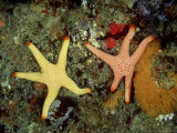 Seastars  Feeding  Australia