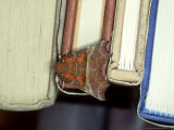 Herald Moth on Books  Devon