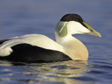 Eider  Adult Male in Breeding Plumage  Scotland