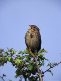 Corn Bunting