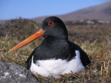 Oystercatcher  Close-up of Adult Incubating Eggs  South Uist  Scotland