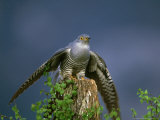 Cuckoo  Wings Outstretched  Scotland