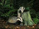 Badger  Cubs on and Around Tree Stump  UK