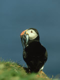 Puffin  Fratercula Arctica Adult with Sand Eels Scotland