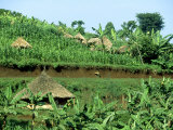 Banana Plantation and Traditional Mud & Thatch Huts  E Uganda