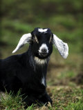 Billy Goat