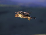 Buzzard in Flight Against Hillside  Wales