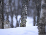 European Lynx  Youngster Camouflaged Inbirch Forest  Norway