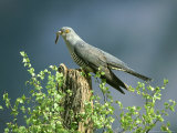 Cuckoo  Adult with Caterpillar  Scotland