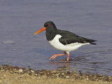 Oystercatcher  Adult in Breeding Plumage  Scotland