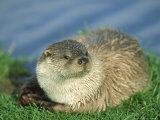 European Otter  Female on Riverbank