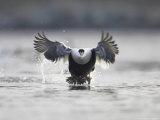 Eider  Male Taking Off  Scotland