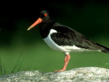 Oystercatcher