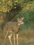 White-Tailed Deer  Odocoileus Virginianus Doe in Clearing  Autumn Foliage  USA