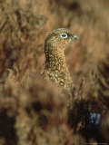 Red Grouse  Female  Yorks Dales