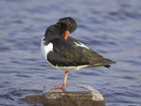 Oystercatcher  Adult Preening  Scotland