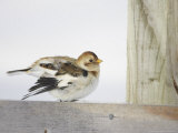 Snow Bunting  Adult Female Preening  Scotland