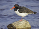 Oystercatcher  Adult in Breeding Plumage  Scotland