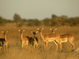 Impala  Aepyceros Melampus Melampus Females in Dry Grassland Botswana  Southern Africa