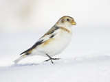 Snow Bunting  Adult Male  Scotland