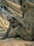 Olive Baboon  Papio Anubis Grooming Juvenile Samburu National Reserve  Kenya