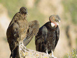 Andean Condor  Adult Male with Juvenile Female  Colca Canyon  Southern Peru