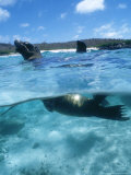 Galapagos Sea Lion  Playful Pups Cavorting  Galapagos