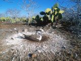 Blue Footed Booby  Incubating  Seymour Island  Galapagos