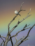 Western Bluebird  Female Perched on Dead Tree with Rainbow in Background  USA