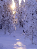 Taiga in Winter  Poussu Area  Northeast Finland