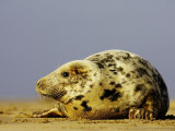 Grey Seal  Portrait of Adult Female on Sand Bar (Breeding Grounds)  UK