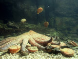 Sunflower Starfish  BC  Canada