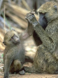 Olive Baboon  Papio Anubis Grooming Juvenile Samburu NR  Kenya