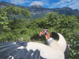 King Vulture  Sunbathing  Cerro Chaparri  Peru
