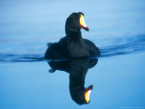 Giant Coot  Endemic to High Andes  Lauca National Park  Chile