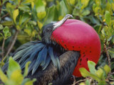 Great Frigate Bird  Courting Male with Fully Inflated Gular Pouch  Galapagos